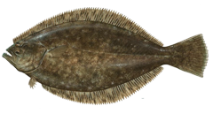 flounder-png.png