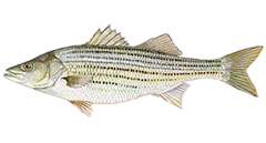 Striper-png.png