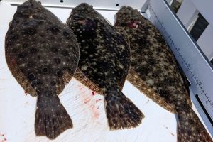 344998609 6442266179176457 n